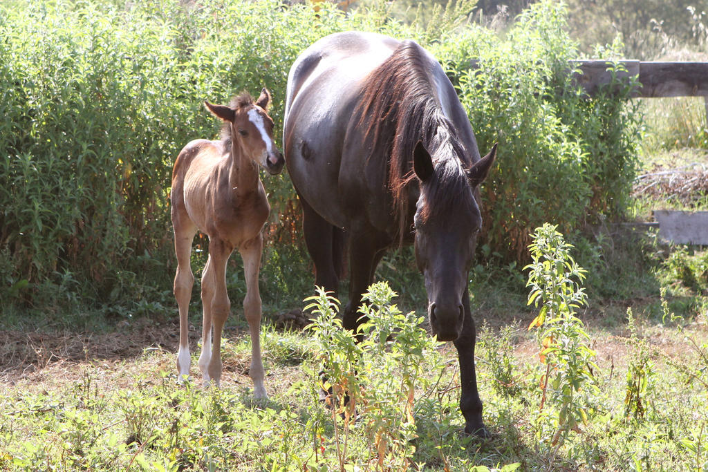 Terracorse Figari (Corsica)